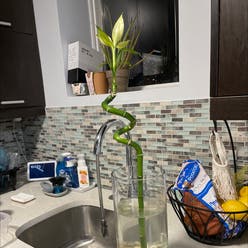 Lucky Bamboo plant