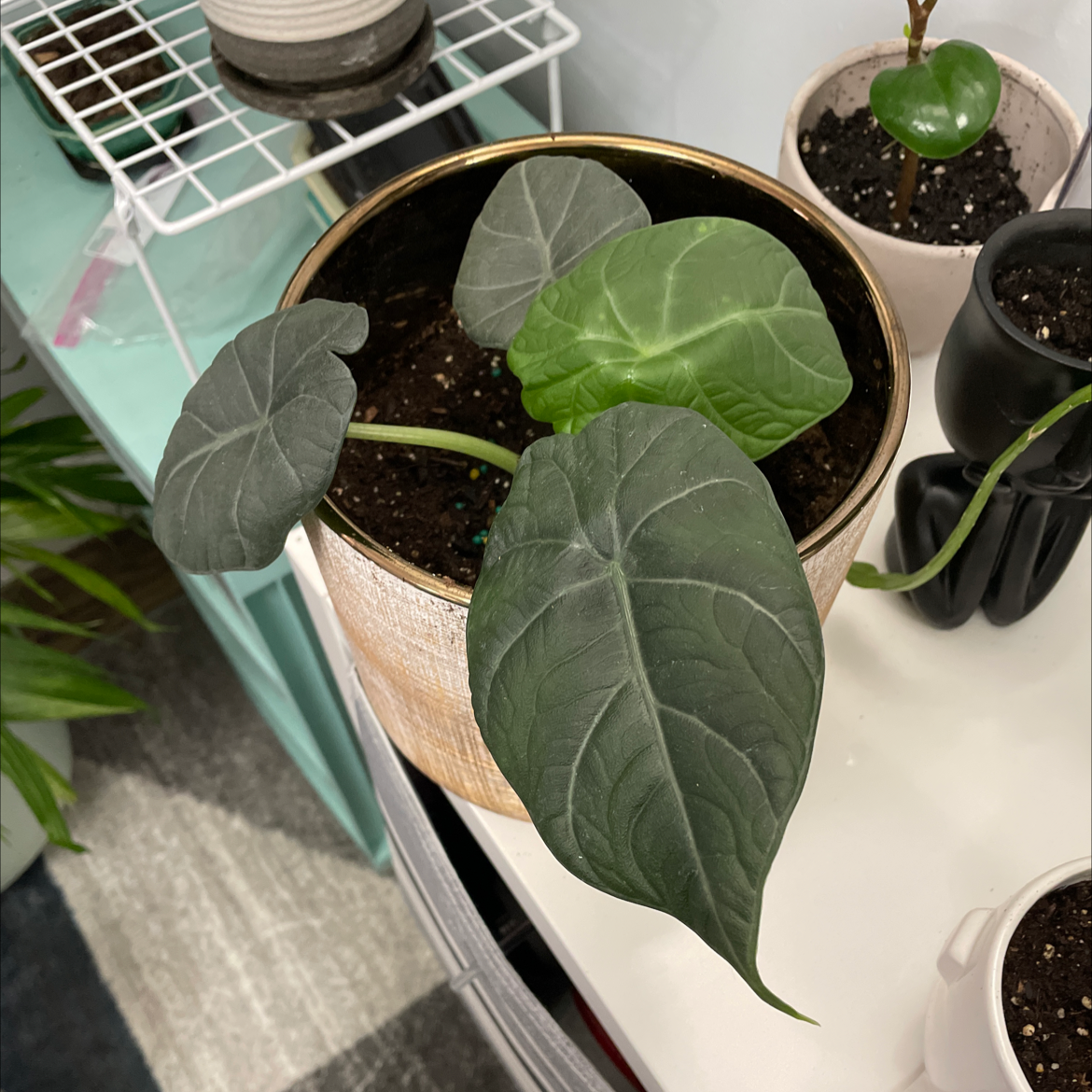 Alocasia 'Maharani' plant in a pot with healthy leaves and visible soil.