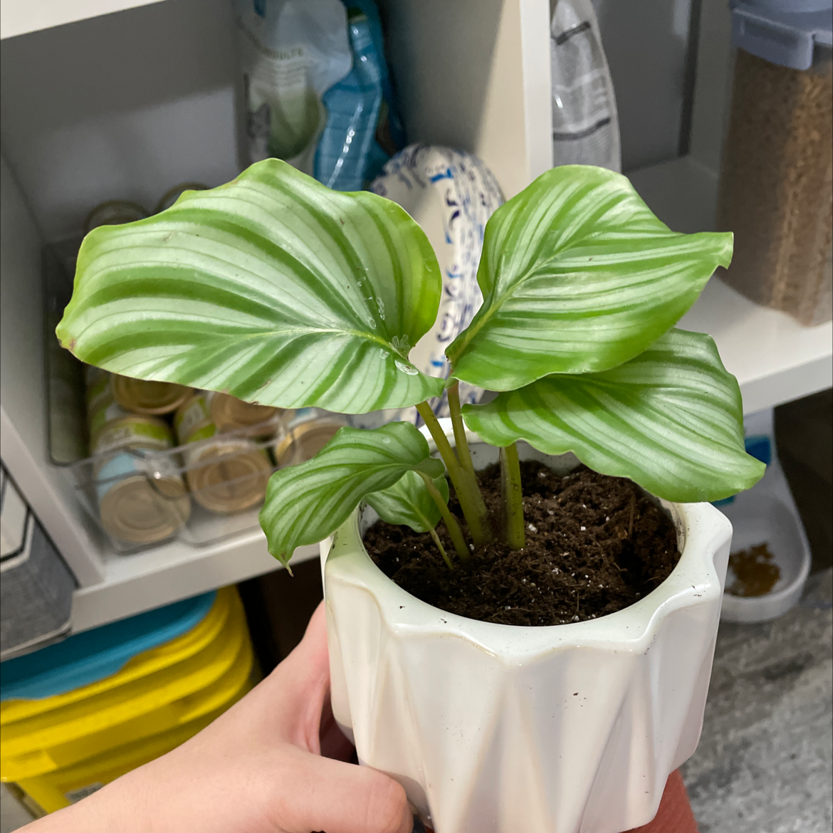 Calathea Orbifolia plant in a white pot with healthy green leaves and white stripes.