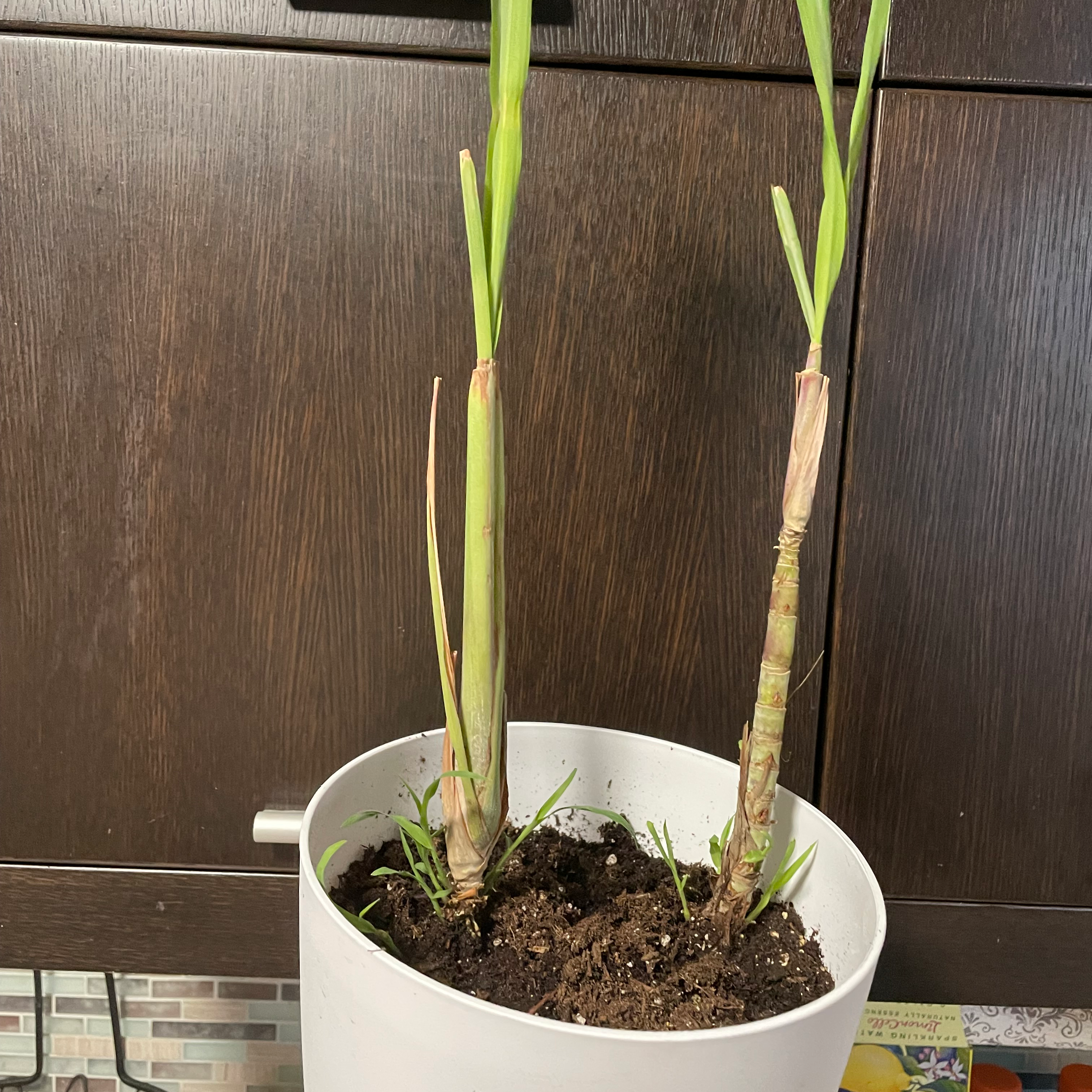 Potted Lemon Grass plant with two main stalks and visible soil.