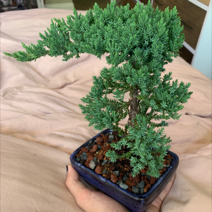 Sargent Juniper plant in a small pot with visible soil, held by a hand.