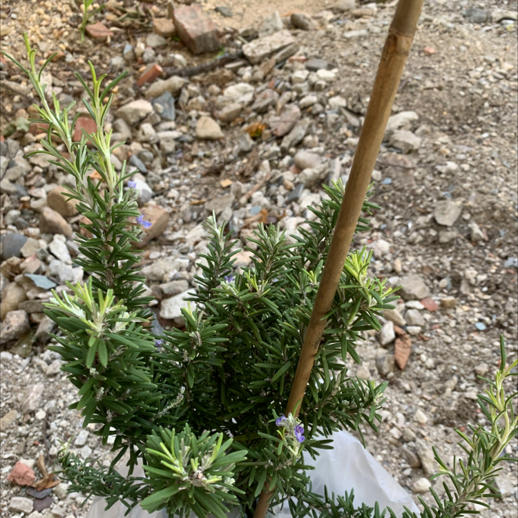 Rosemary plant photo by Rosemarie named Your plant on Greg, the plant care app.