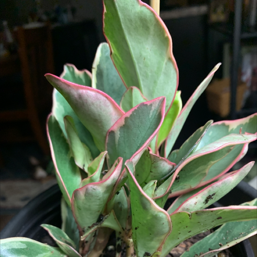 Peperomia 'Ginny' plant with variegated leaves featuring pink edges in a pot.