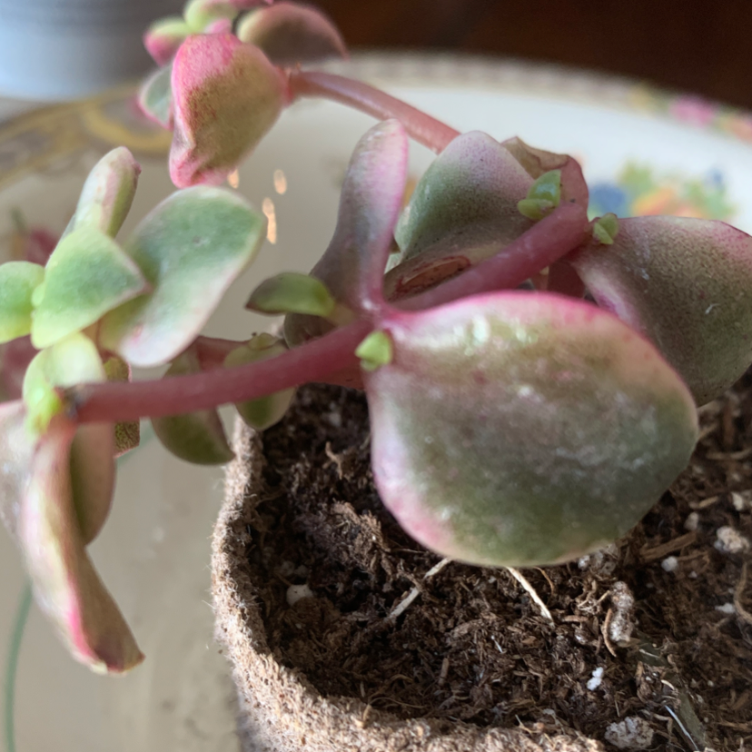 Calico Kitten succulent with green, pink, and white leaves in a small pot with visible soil.