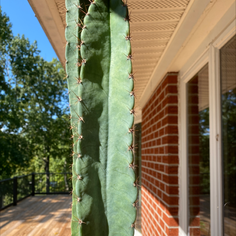 Close-up of a healthy Mexican Fence Post Cactus with a house exterior and trees in the background.