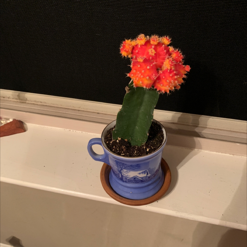 Moon Cactus plant photo by @ariia.hh named Mitsuki on Greg, the plant care app.