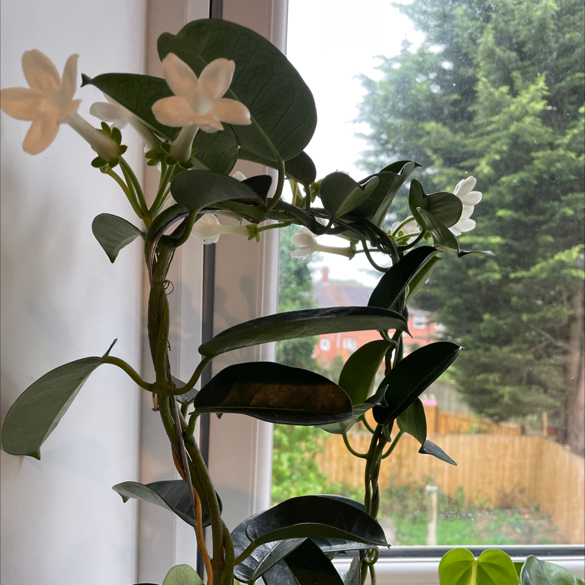 💧 Why Are My Stephanotis Leaves Curling?
