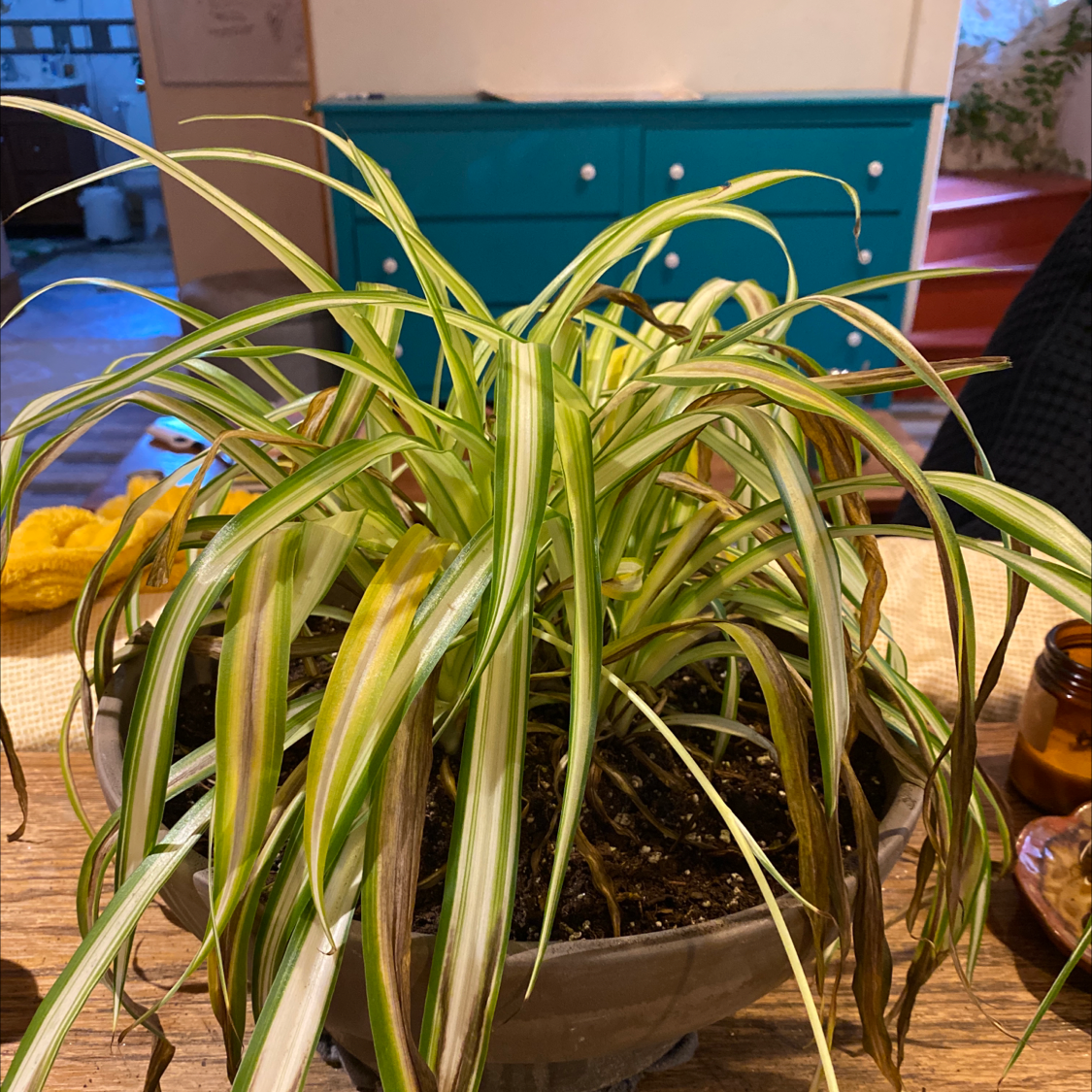 Spider Plant plant photo by @lil.leaf.grl named Jillyweed on Greg, the plant care app.