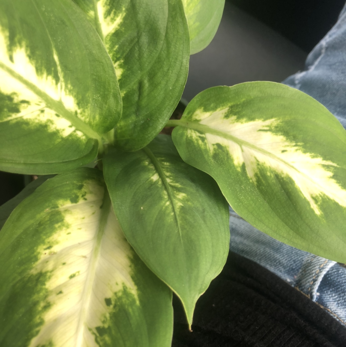Dieffenbachia plant photo by Sara named Anne on Greg, the plant care app.