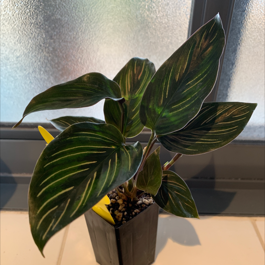 Calathea 'Beauty Star' plant with dark green leaves and light green stripes in a pot.