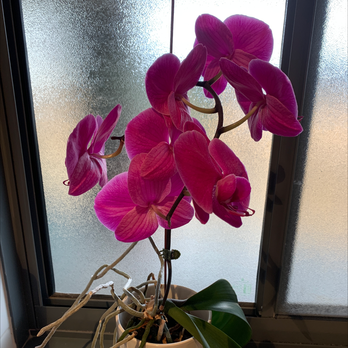 Phalaenopsis Orchid plant photo by @mirbass named Ollivander II on Greg, the plant care app.