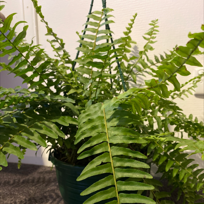 Boston Fern plant photo by Millie named Boston fern￼ on Greg, the plant care app.