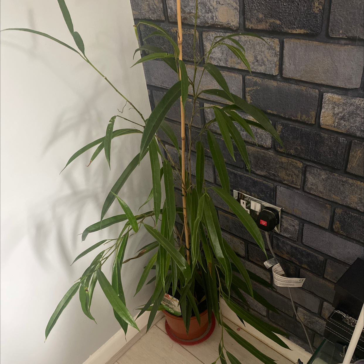 Ficus Alii plant in a pot indoors with elongated leaves, some drooping.