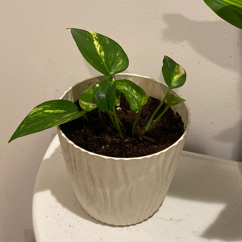 Taro Vine plant photo by @cjanewithplants named Tara on Greg, the plant care app.