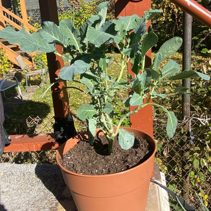 Broccoli plant photo by @cjanewithplants named Athena on Greg, the plant care app.