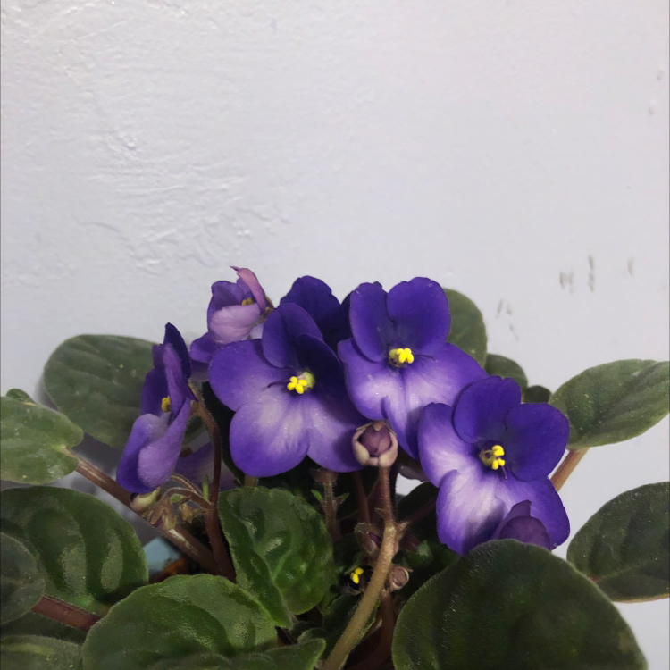 African Violet plant photo by @Honeybee23 named Delilah on Greg, the plant care app.
