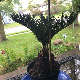 Sago Palm plant in Indianapolis, Indiana