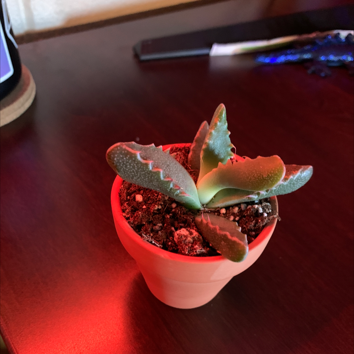 A healthy Tiger's Jaw succulent in a small pot on a dark surface.