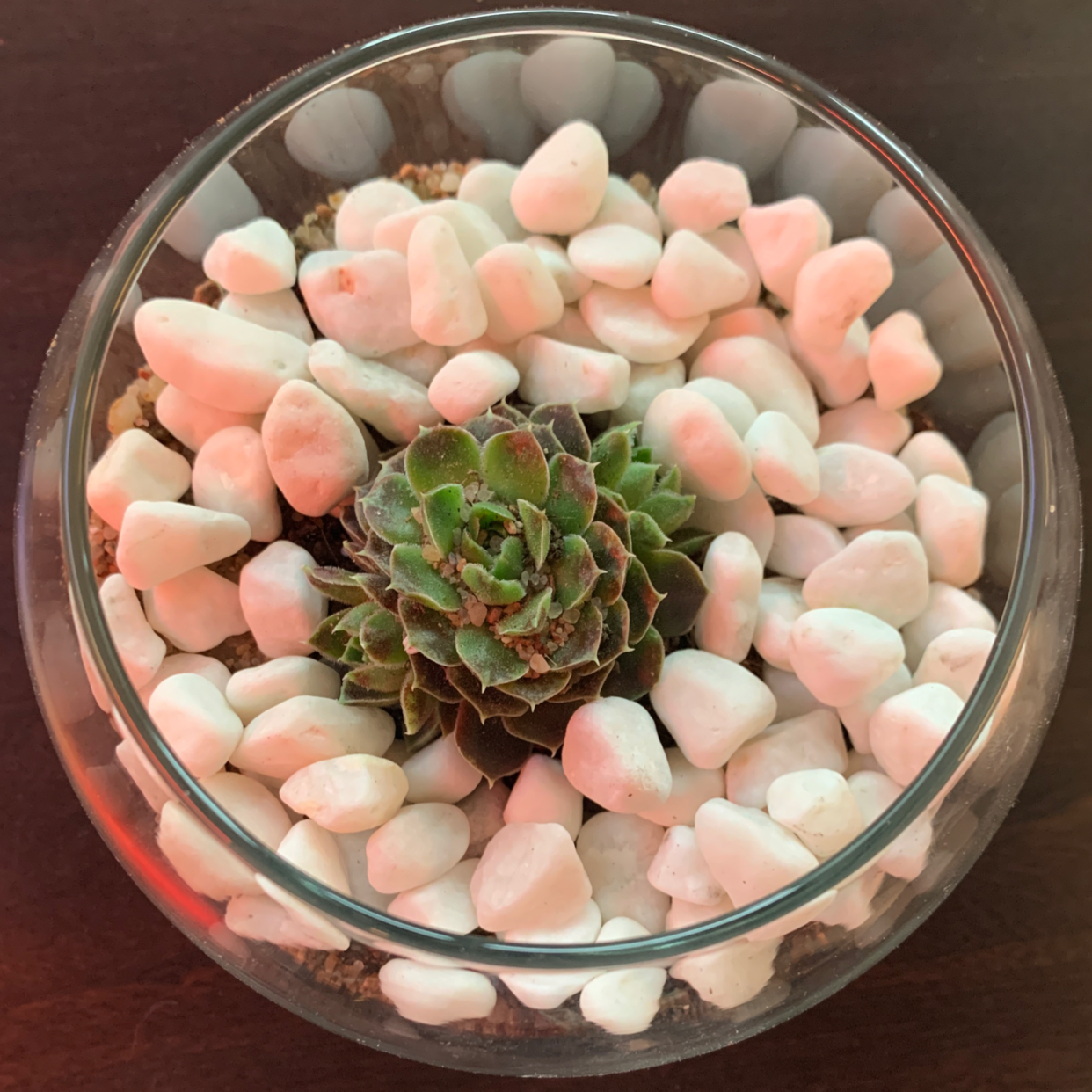 Cobweb Hens and Chicks plant photo by @CrispyRaptor named Spikey Rufflé on Greg, the plant care app.