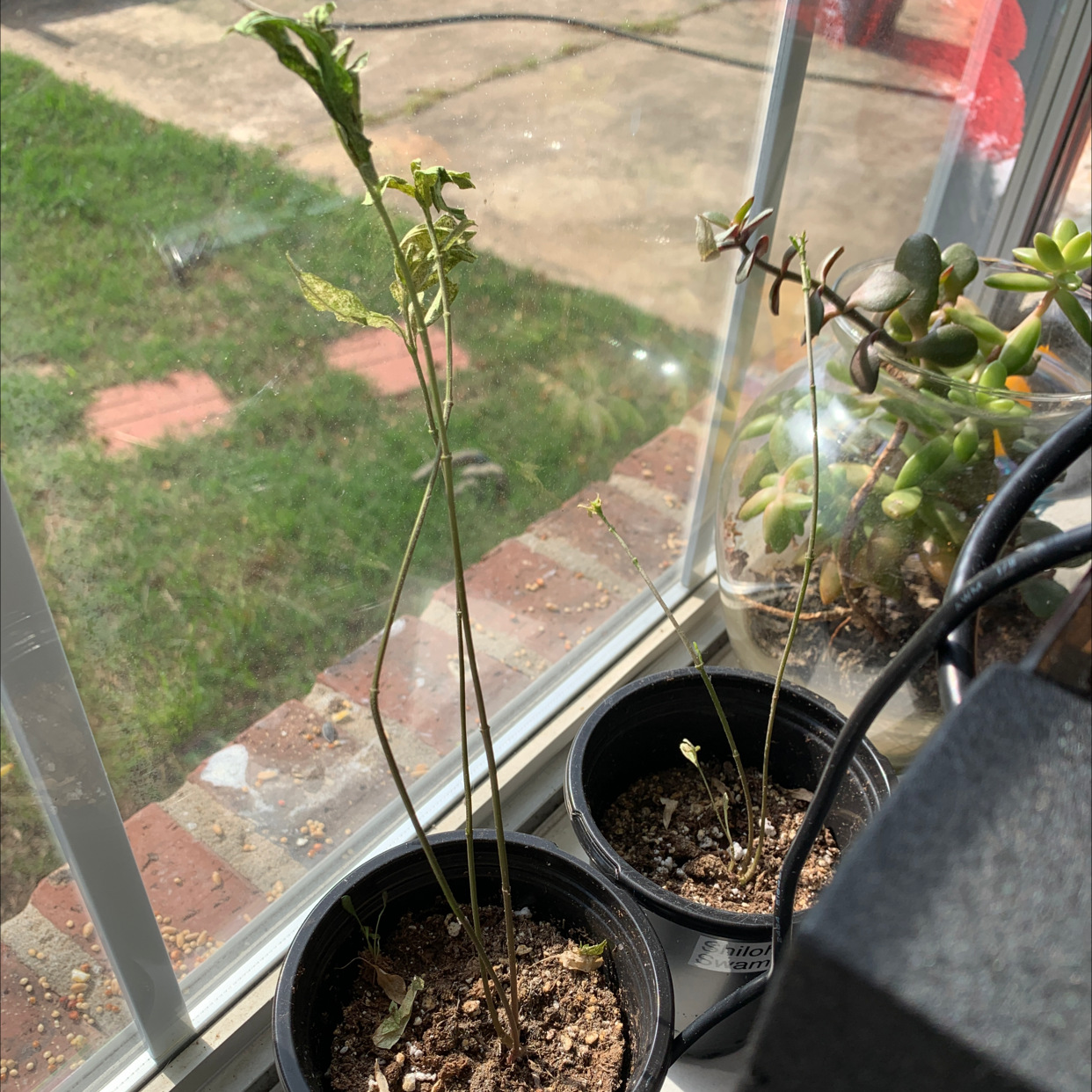 Two potted Swamp Milkweed plants on a windowsill with sparse and damaged leaves.