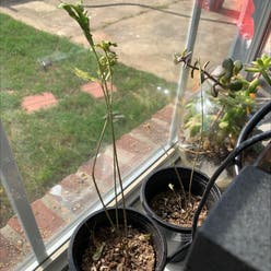 Swamp milkweed plant