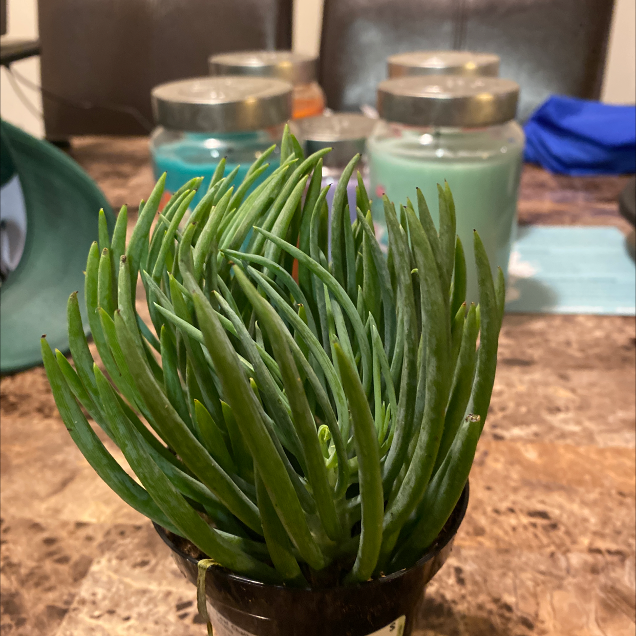 Narrow-Leaf Chalksticks plant in a small pot on a table with candles in the background.