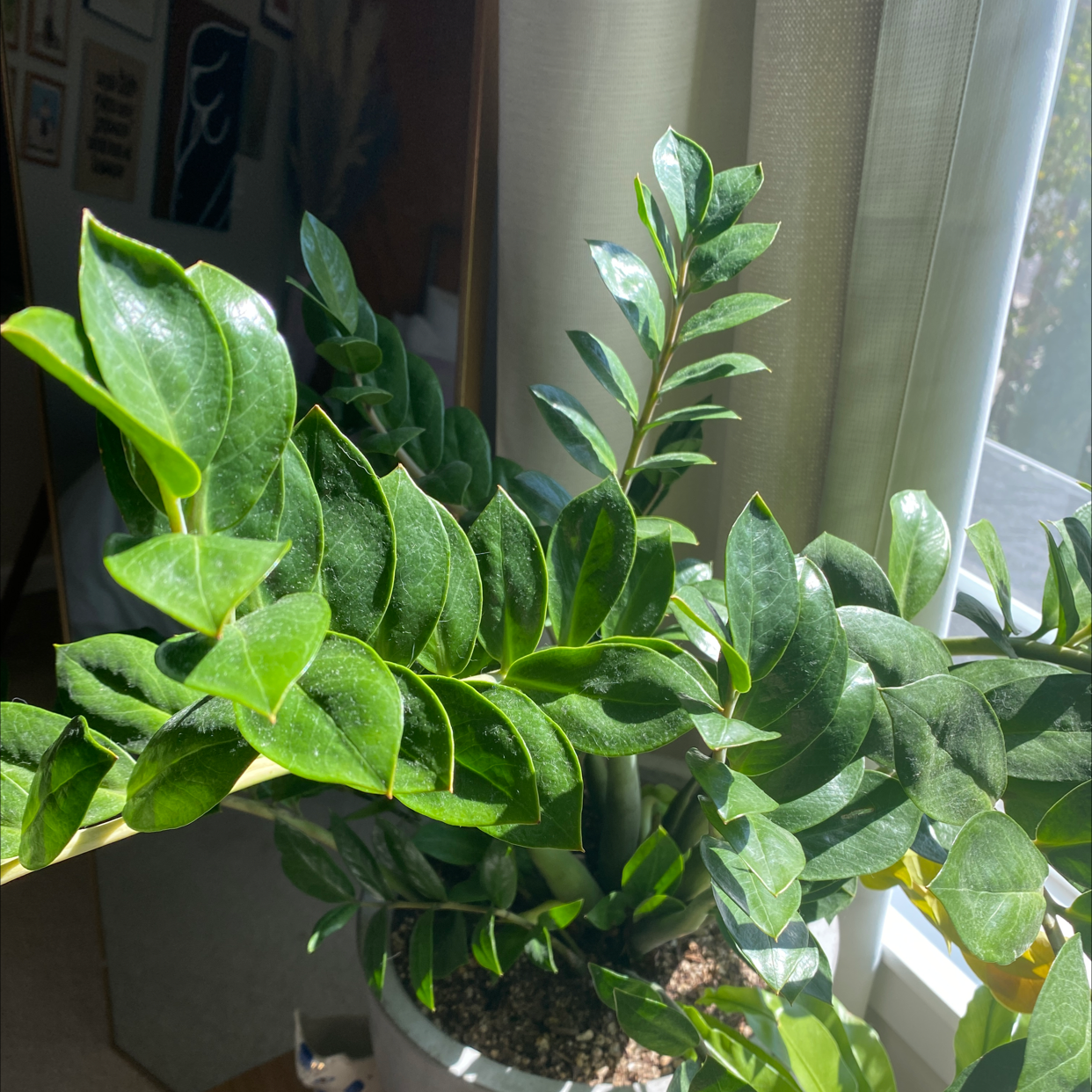 Zamioculcas Zamiifolia plant photo by Brooklyn named Zizi 1 on Greg, the plant care app.