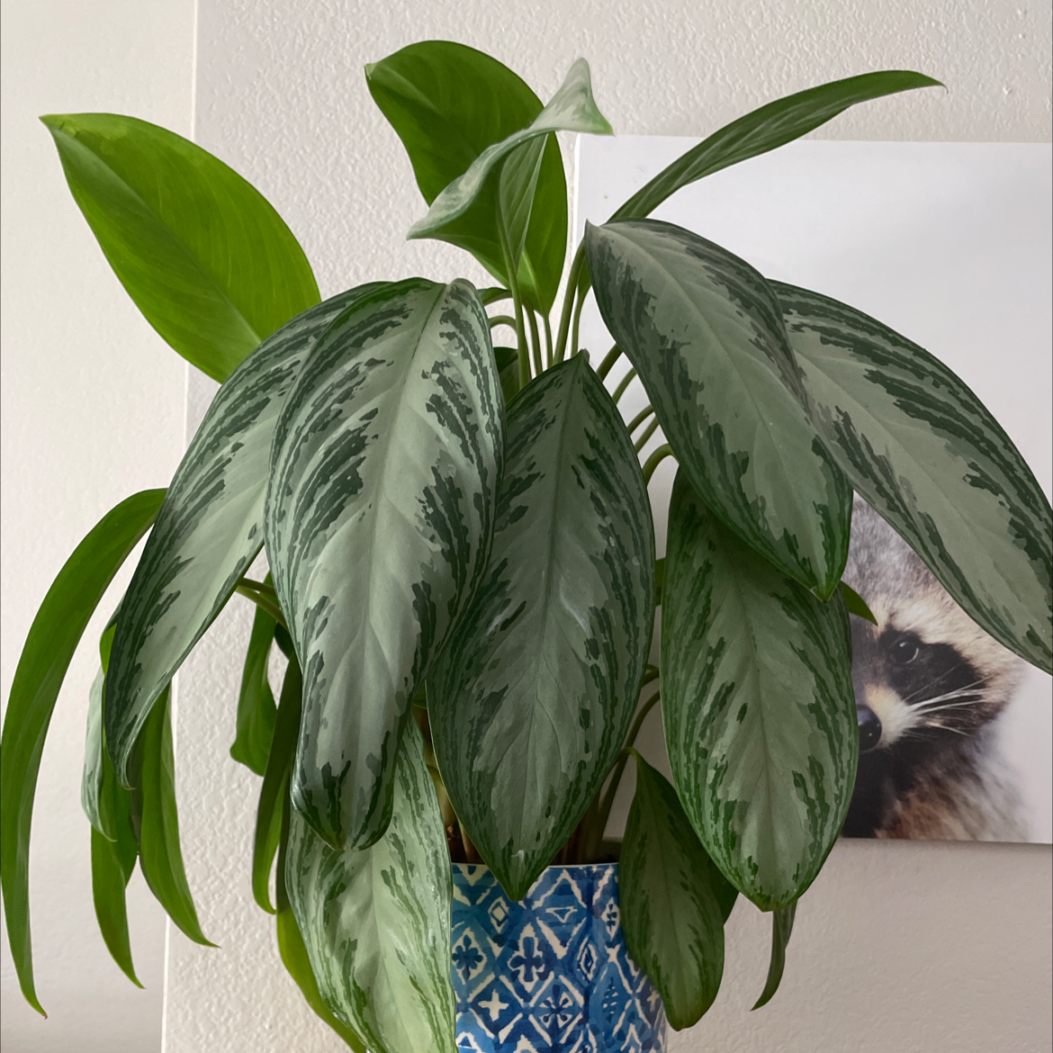 Photo of the plant species Chinese Evergreen 'Silver Queen' by Sarah named Queen on Greg, the plant care app