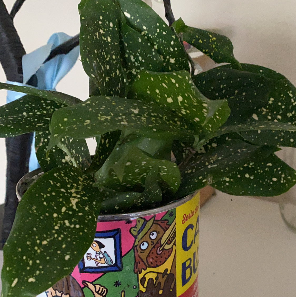 Polka Dot Plant plant photo by Kitty named Huckleberry Fern on Greg, the plant care app.