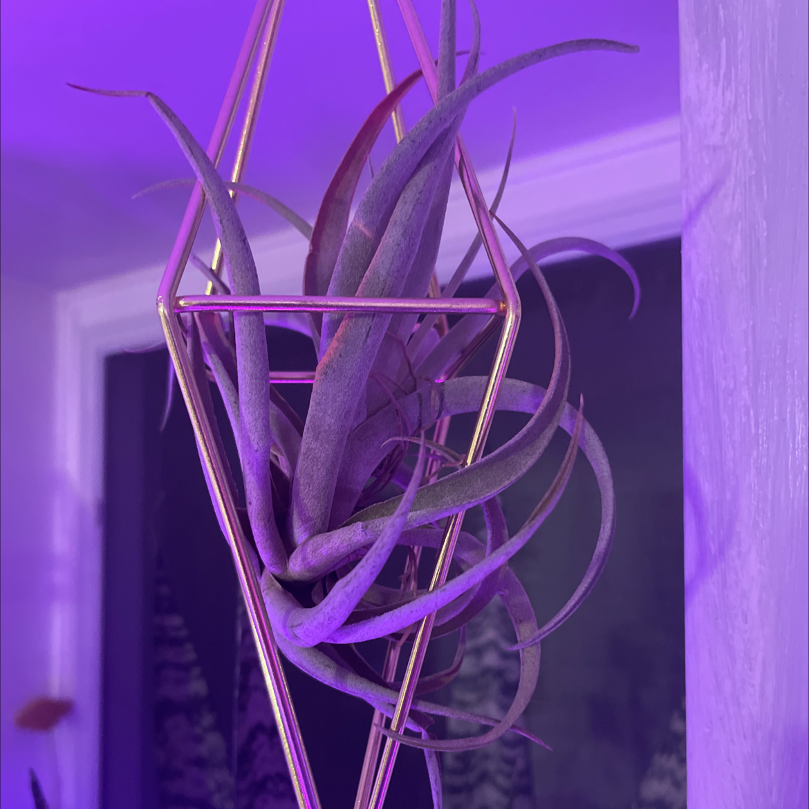 Bulbosa Air Plant in a geometric hanging holder under purple lighting.