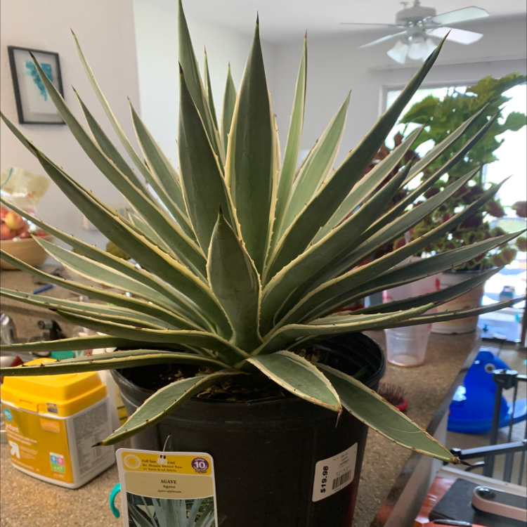 Plant care for Adam's Needle 'Hairy' on Greg, the plant care app