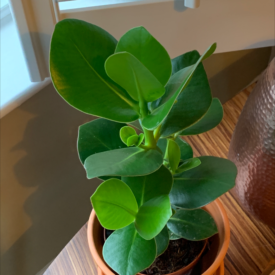 Healthy Dwarf Clusia plant in a terracotta pot with vibrant green leaves.