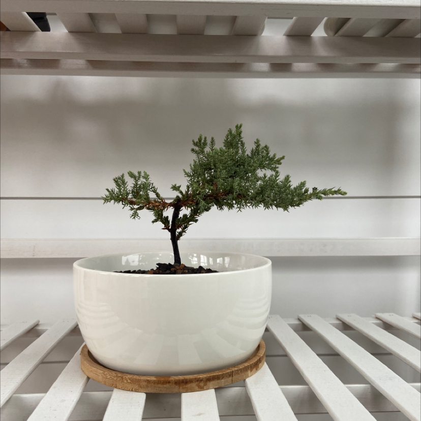Potted Creeping Juniper plant on a wooden coaster, placed on a white shelf.