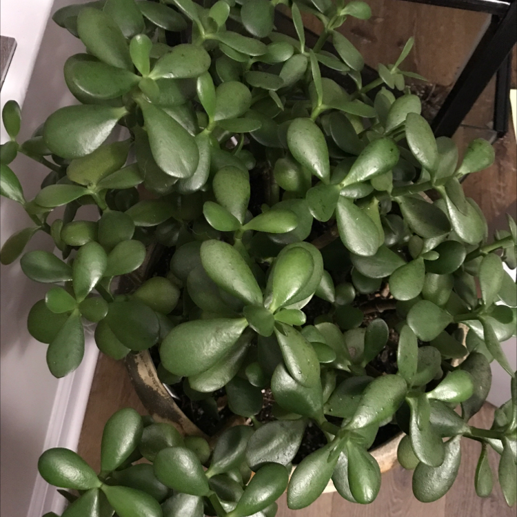 Lucky Plant plant photo by @Maggidy named Jade on Greg, the plant care app.