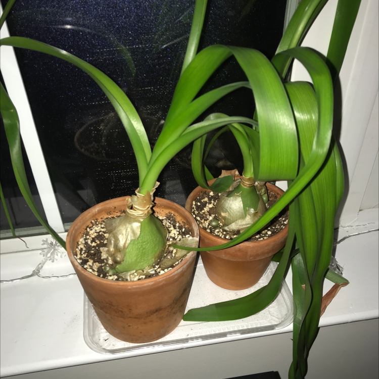 Pregnant Onion plant photo by @Maggidy named Pregnant onions on Greg, the plant care app.
