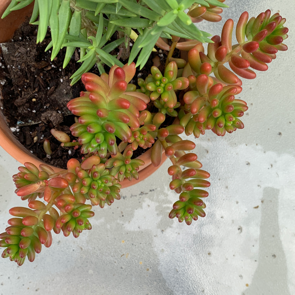Photo of the plant species Jelly Bean Plant by Becca named Frank on Greg, the plant care app