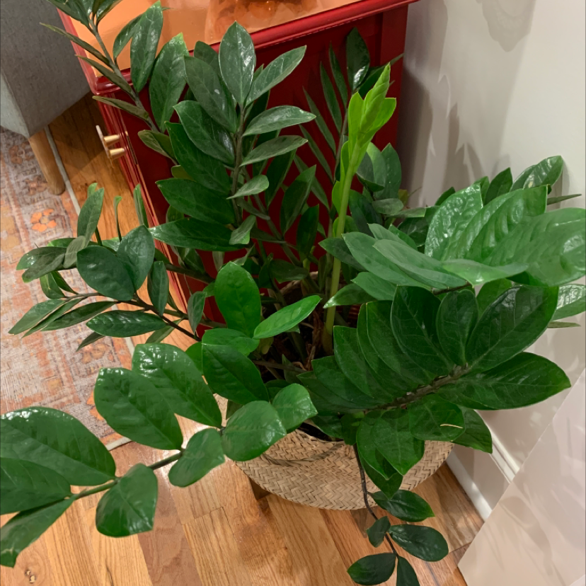 Zamioculcas Zamiifolia plant photo by Colleen named Lemon drop on Greg, the plant care app.