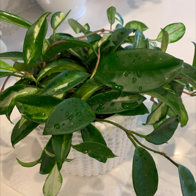Waxplant plant photo by Colleen named Calliope on Greg, the plant care app.