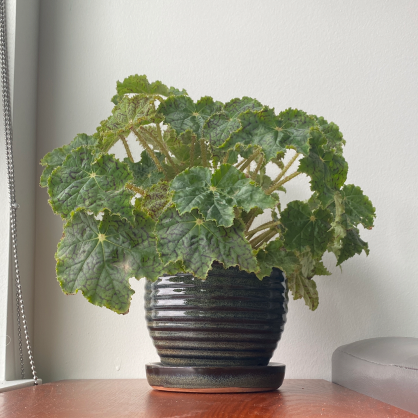 Rex Begonia plant photo by Amber named Oscar on Greg, the plant care app.