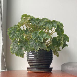 Rex Begonia plant photo by Amber named Oscar on Greg, the plant care app.