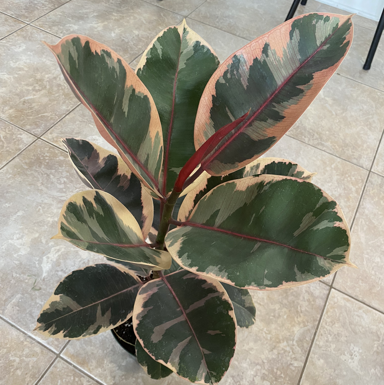 Photo of the plant species Ficus 'Ruby' by @LauraB named Ruby on Greg, the plant care app