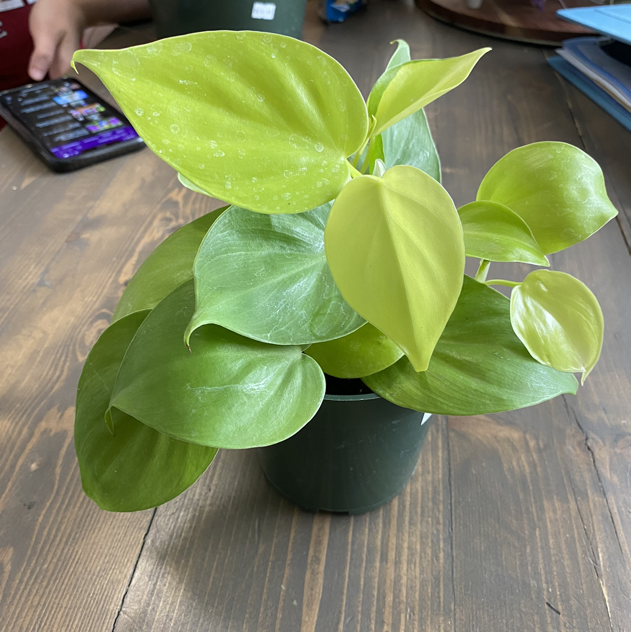 Photo of the plant species Philodendron Lemon Lime by @LauraB named Luna on Greg, the plant care app