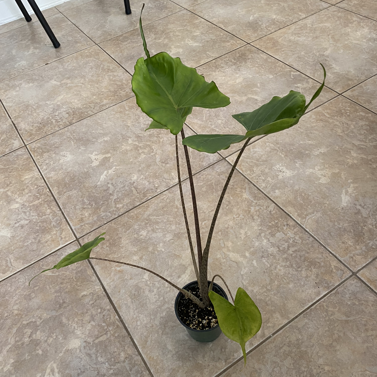 Photo of the plant species Stingray Elephant Ear by @LauraB named Foxxy on Greg, the plant care app