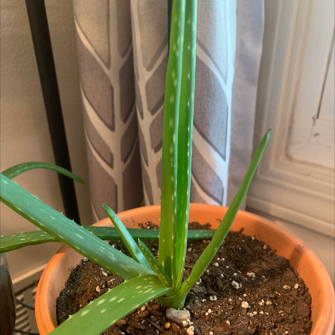 Mars | A plant by @doxic on Greg