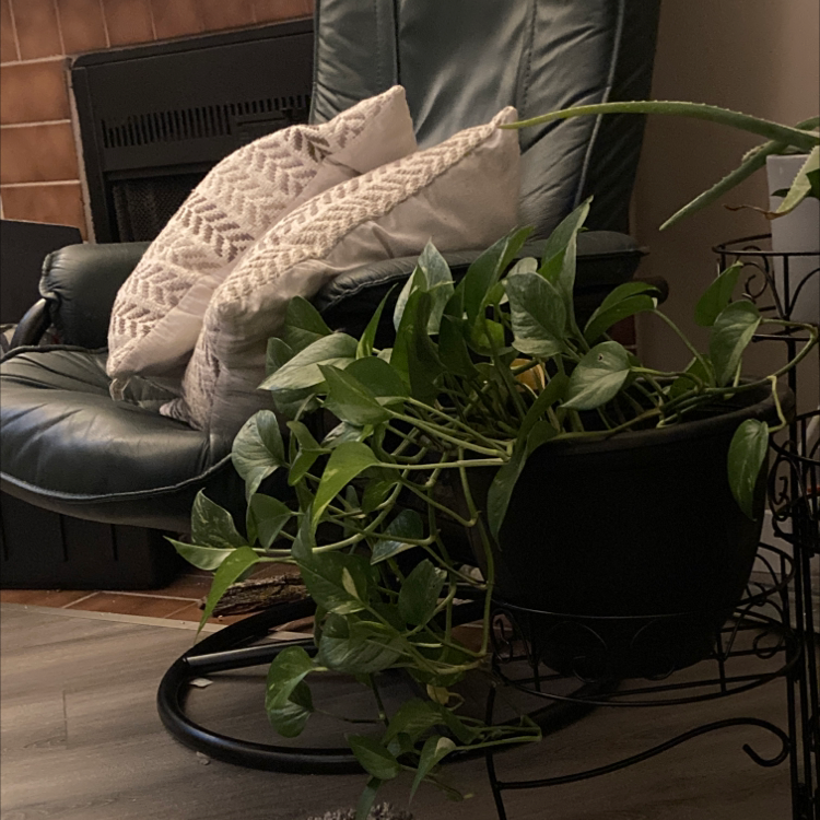 Taro Vine plant photo by @erinrobert22 named Sunshine on Greg, the plant care app.