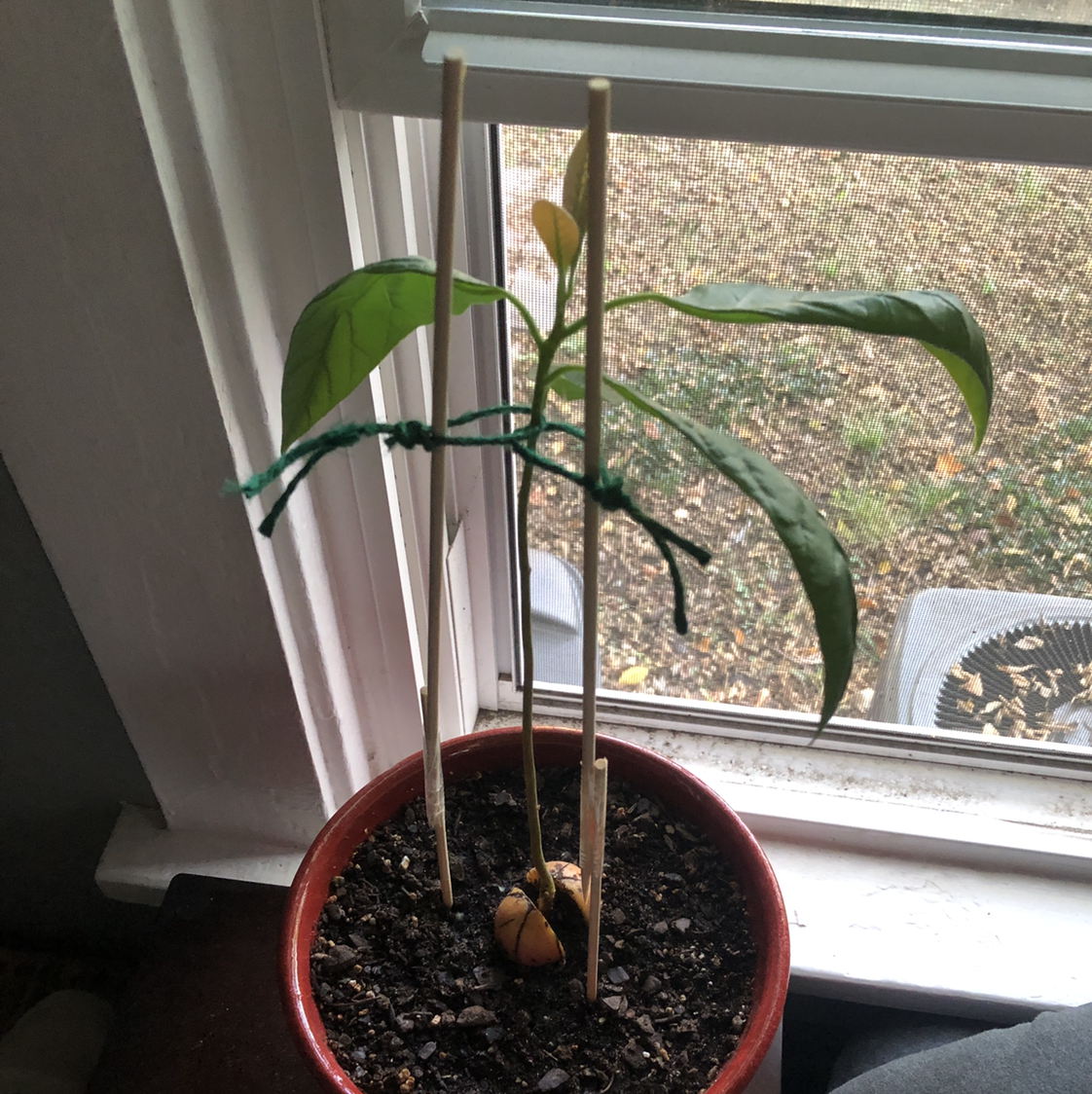 Wurtz Avocado plant photo by @jensy named Long Shot on Greg, the plant care app.