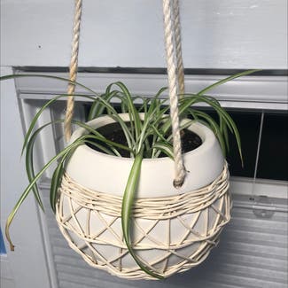 Variegated Spider Plant plant in Ames, Iowa