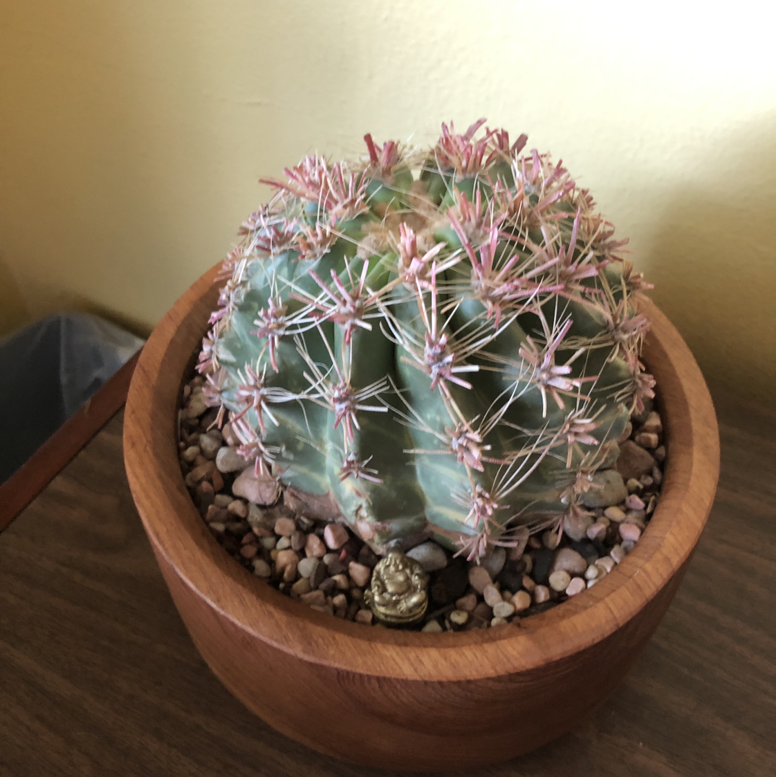 Compass Barrel Cactus plant photo by @jensy named Prince on Greg, the plant care app.