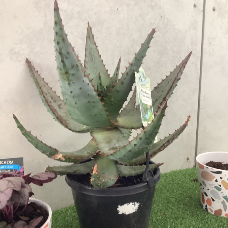 Photo of the plant species Cape Aloe by Violet named Cape aloe on Greg, the plant care app