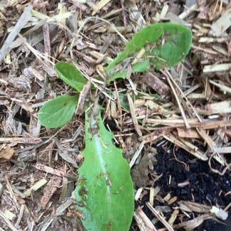 Dandelion plant in Colebee, New South Wales